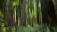 Douglas fir and coast redwood trees, Jedediah Smith State Park. California, USA. Image #25853