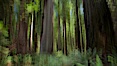 Douglas fir and coast redwood trees, Jedediah Smith State Park. Jedediah Smith State Park, California, USA. Image #25853