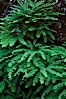 Ferns grow on rock wall. Oregon Caves National Monument, Oregon, USA. Image #25857