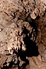 Limestone and marble underground formations  in Oregon Caves National Monument.  Eons of acidified groundwater have slowly etched away at marble, creating the extensive and intricate cave formations in Oregon Caves National Monument. Oregon Caves National Monument, Oregon, USA. Image #25861