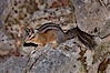 Chipmunk. Oregon Caves National Monument, Oregon, USA. Image #25871