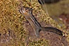 Chipmunk. Oregon Caves National Monument, Oregon, USA. Image #25873