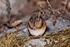 Chipmunk. Oregon Caves National Monument, Oregon, USA. Image #25875