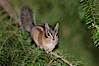 Chipmunk. Oregon Caves National Monument, Oregon, USA. Image #25876
