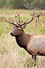 Roosevelt elk, adult bull male with large antlers.  This bull elk has recently shed the velvet that covers its antlers. While an antler is growing, it is covered with highly vascular skin called velvet, which supplies oxygen and nutrients to the growing bone; once the antler has achieved its full size, the velvet is lost and the antler's bone dies. This dead bone structure is the mature antler, which is itself shed after each mating season. Roosevelt elk grow to 10' and 1300 lb, eating grasses, sedges and various berries, inhabiting the coastal rainforests of the Pacific Northwest. Redwood National Park, California, USA. Image #25878
