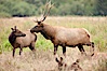 Roosevelt elk, adult bull male with large antlers.  Roosevelt elk grow to 10' and 1300 lb, eating grasses, sedges and various berries, inhabiting the coastal rainforests of the Pacific Northwest. Redwood National Park, California, USA. Image #25879
