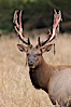 Roosevelt elk, adult bull male with large antlers.  This bull elk has recently shed the velvet that covers its antlers. While an antler is growing, it is covered with highly vascular skin called velvet, which supplies oxygen and nutrients to the growing bone; once the antler has achieved its full size, the velvet is lost and the antler's bone dies. This dead bone structure is the mature antler, which is itself shed after each mating season. Roosevelt elk grow to 10' and 1300 lb, eating grasses, sedges and various berries, inhabiting the coastal rainforests of the Pacific Northwest. Redwood National Park, California, USA. Image #25880