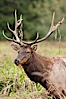 Roosevelt elk, adult bull male with large antlers.  This bull elk has recently shed the velvet that covers its antlers. While an antler is growing, it is covered with highly vascular skin called velvet, which supplies oxygen and nutrients to the growing bone; once the antler has achieved its full size, the velvet is lost and the antler's bone dies. This dead bone structure is the mature antler, which is itself shed after each mating season. Roosevelt elk grow to 10' and 1300 lb, eating grasses, sedges and various berries, inhabiting the coastal rainforests of the Pacific Northwest. Redwood National Park, California, USA. Image #25881