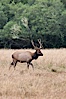 Roosevelt elk, adult bull male with large antlers.  Roosevelt elk grow to 10' and 1300 lb, eating grasses, sedges and various berries, inhabiting the coastal rainforests of the Pacific Northwest. Redwood National Park, California, USA. Image #25882