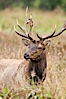 Roosevelt elk, adult bull male with large antlers.  Roosevelt elk grow to 10' and 1300 lb, eating grasses, sedges and various berries, inhabiting the coastal rainforests of the Pacific Northwest. Redwood National Park, California, USA. Image #25884