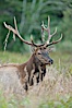 Roosevelt elk, adult bull male with large antlers.  Roosevelt elk grow to 10' and 1300 lb, eating grasses, sedges and various berries, inhabiting the coastal rainforests of the Pacific Northwest. Redwood National Park, California, USA. Image #25885