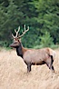 Roosevelt elk, adult bull male with large antlers.  Roosevelt elk grow to 10' and 1300 lb, eating grasses, sedges and various berries, inhabiting the coastal rainforests of the Pacific Northwest. Redwood National Park, California, USA. Image #25886