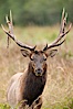 Roosevelt elk, adult bull male with large antlers.  This bull elk has recently shed the velvet that covers its antlers. While an antler is growing, it is covered with highly vascular skin called velvet, which supplies oxygen and nutrients to the growing bone; once the antler has achieved its full size, the velvet is lost and the antler's bone dies. This dead bone structure is the mature antler, which is itself shed after each mating season. Roosevelt elk grow to 10' and 1300 lb, eating grasses, sedges and various berries, inhabiting the coastal rainforests of the Pacific Northwest. Redwood National Park, California, USA. Image #25890