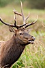 Roosevelt elk, adult bull male with large antlers.  This bull elk has recently shed the velvet that covers its antlers. While an antler is growing, it is covered with highly vascular skin called velvet, which supplies oxygen and nutrients to the growing bone; once the antler has achieved its full size, the velvet is lost and the antler's bone dies. This dead bone structure is the mature antler, which is itself shed after each mating season. Roosevelt elk grow to 10' and 1300 lb, eating grasses, sedges and various berries, inhabiting the coastal rainforests of the Pacific Northwest. Redwood National Park, California, USA. Image #25891