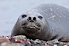 Southern elephant seal. Livingston Island, Antarctic Peninsula, Antarctica. Image #25914