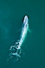Blue whale swims at the surface of the ocean in this aerial photograph.  The blue whale is the largest animal ever to have lived on Earth, exceeding 100' in length and 200 tons in weight. Redondo Beach, California, USA. Image #25952