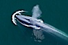 Blue whale, exhaling as it surfaces from a dive, aerial photo.  The blue whale is the largest animal ever to have lived on Earth, exceeding 100' in length and 200 tons in weight. Redondo Beach, California, USA. Image #25953