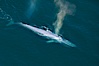Blue whale, exhaling as it surfaces from a dive, aerial photo.  The blue whale is the largest animal ever to have lived on Earth, exceeding 100' in length and 200 tons in weight. Redondo Beach, California, USA. Image #25954