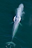 Blue whale, exhaling as it surfaces from a dive, aerial photo.  The blue whale is the largest animal ever to have lived on Earth, exceeding 100' in length and 200 tons in weight. Redondo Beach, California, USA. Image #25955