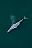 Blue whale, exhaling as it surfaces from a dive, aerial photo.  The blue whale is the largest animal ever to have lived on Earth, exceeding 100' in length and 200 tons in weight. Redondo Beach, California, USA. Image #25956