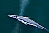 Blue whale, exhaling as it surfaces from a dive, aerial photo.  The blue whale is the largest animal ever to have lived on Earth, exceeding 100' in length and 200 tons in weight. Redondo Beach, California, USA. Image #25957
