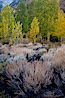 Sage brush and aspen trees, autumn, in the shade of Bishop Creek Canyon in the Sierra Nevada. Bishop Creek Canyon Sierra Nevada Mountains, Bishop, California, USA. Image #26060