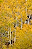Fall colors and turning aspens, eastern Sierra Nevada. Bishop Creek Canyon Sierra Nevada Mountains, Bishop, California, USA. Image #26066