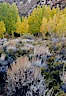 Sage brush and aspen trees, autumn, in the shade of Bishop Creek Canyon in the Sierra Nevada. Bishop Creek Canyon Sierra Nevada Mountains, Bishop, California, USA. Image #26067