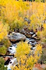 Bishop Creek and aspen trees in autumn, in the eastern Sierra Nevada mountains. Bishop Creek Canyon Sierra Nevada Mountains, Bishop, California, USA. Image #26070