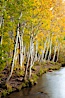 Bishop Creek and aspen trees in autumn, in the eastern Sierra Nevada mountains. Bishop Creek Canyon Sierra Nevada Mountains, Bishop, California, USA. Image #26074