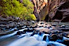 Yellow cottonwood trees in autumn, fall colors in the Virgin River Narrows in Zion National Park. Virgin River Narrows, Zion National Park, Utah, USA. Image #26089