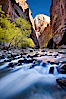 Yellow cottonwood trees in autumn, fall colors in the Virgin River Narrows in Zion National Park. Virgin River Narrows, Zion National Park, Utah, USA. Image #26090