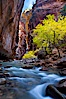 Yellow cottonwood trees in autumn, fall colors in the Virgin River Narrows in Zion National Park. Virgin River Narrows, Zion National Park, Utah, USA. Image #26091