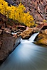 The Virgin River flows by autumn cottonwood trees, part of the Virgin River Narrows.  This is a fantastic hike in fall with the comfortable temperatures, beautiful fall colors and light crowds. Virgin River Narrows, Zion National Park, Utah, USA. Image #26096