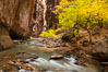 The Virgin River flows by autumn cottonwood trees, part of the Virgin River Narrows.  This is a fantastic hike in fall with the comfortable temperatures, beautiful fall colors and light crowds. Zion National Park, Utah, USA. Image #26098