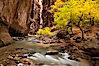 The Virgin River flows by autumn cottonwood trees, part of the Virgin River Narrows.  This is a fantastic hike in fall with the comfortable temperatures, beautiful fall colors and light crowds. Virgin River Narrows, Zion National Park, Utah, USA. Image #26098
