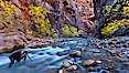 Photographer in the Virgin River Narrows, with flowing water, autumn cottonwood trees and towering red sandstone cliffs. Virgin River Narrows, Zion National Park, Utah, USA. Image #26106