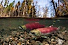 A sockeye salmon swims in the shallows of the Adams River, with the surrounding forest visible in this split-level over-under photograph. Adams River, Roderick Haig-Brown Provincial Park, British Columbia, Canada. Image #26144