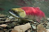 Adams River sockeye salmon.  A female sockeye salmon swims upstream in the Adams River to spawn, having traveled hundreds of miles upstream from the ocean. Adams River, Roderick Haig-Brown Provincial Park, British Columbia, Canada. Image #26145