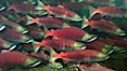 A school of sockeye salmon, swimming up the Adams River to spawn, where they will lay eggs and die. Adams River, Roderick Haig-Brown Provincial Park, British Columbia, Canada. Image #26146
