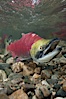 A male sockeye salmon, showing injuries sustained as it migrated hundreds of miles from the ocean up the Fraser River, swims upstream in the Adams River to reach the place where it will fertilize eggs laid by a female in the rocks.  It will die so after spawning. Adams River, Roderick Haig-Brown Provincial Park, British Columbia, Canada. Image #26147