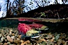 A sockeye salmon swims in the shallows of the Adams River, with the surrounding forest visible in this split-level over-under photograph. Adams River, Roderick Haig-Brown Provincial Park, British Columbia, Canada. Image #26148