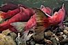Sockeye salmon, migrating upstream in the Adams River to return to the spot where they were hatched four years earlier, where they will spawn, lay eggs and die. Adams River, Roderick Haig-Brown Provincial Park, British Columbia, Canada. Image #26149
