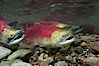 Sockeye salmon, swimming upstream in the shallow waters of the Adams River.  When they reach the place where they hatched from eggs four years earlier, they will spawn and die. Adams River, Roderick Haig-Brown Provincial Park, British Columbia, Canada. Image #26152