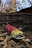 A sockeye salmon swims in the shallows of the Adams River, with the surrounding forest visible in this split-level over-under photograph. Adams River, Roderick Haig-Brown Provincial Park, British Columbia, Canada. Image #26156