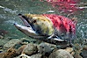 Adams River sockeye salmon.  A female sockeye salmon swims upstream in the Adams River to spawn, having traveled hundreds of miles upstream from the ocean. Adams River, Roderick Haig-Brown Provincial Park, British Columbia, Canada. Image #26161