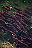 Sockeye salmon, swim upstream in the Adams River, traveling to reach the place where they hatched four years earlier in order to spawn a new generation of salmon eggs. Adams River, Roderick Haig-Brown Provincial Park, British Columbia, Canada. Image #26165