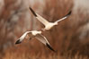 Snow geese in flight. Bosque Del Apache, Socorro, New Mexico, USA. Image #26196