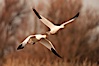 Snow geese in flight. Bosque Del Apache, Socorro, New Mexico, USA. Image #26196