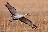 Sandhill crane in flight, wings extended. Bosque Del Apache, Socorro, New Mexico, USA. Image #26197